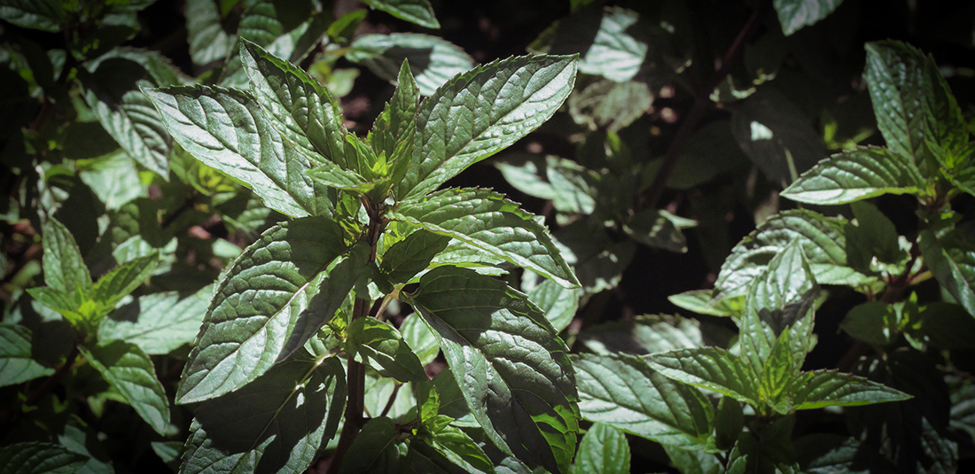 The History of Grandpa's Good Earth Peppermint Oil | GrandpasGoodEarth.com