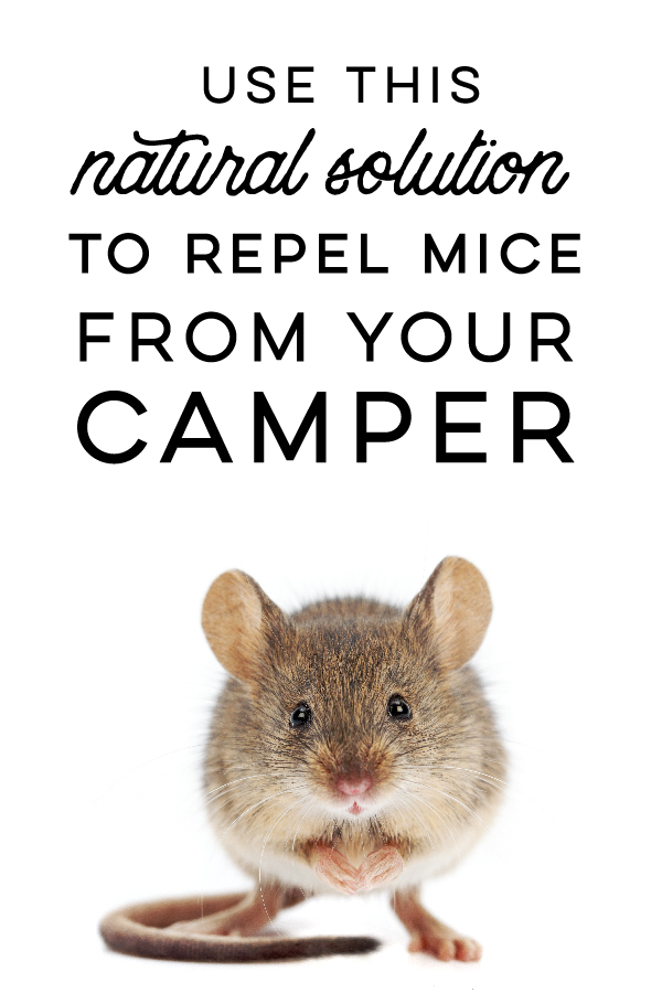 How to naturally repel mice from your camper using Peppermint Oil! This solution doesn't harm or kill the mice but prevents them from entering in the first place! GrandpasGoodEarth.com