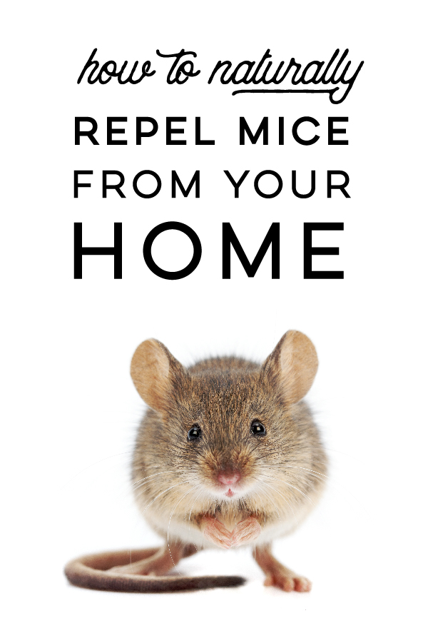 How to naturally repel mice from your home using Peppermint Oil! This solution doesn't harm or kill the mice but prevents them from entering in the first place! GrandpasGoodEarth.com