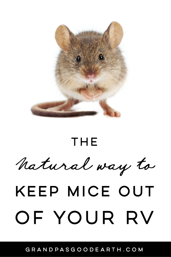 How to naturally repel mice from your home using Peppermint Oil! This solution doesn't harm or kill the mice but prevents them from entering in the first place! GrandpasGoodEarth.com