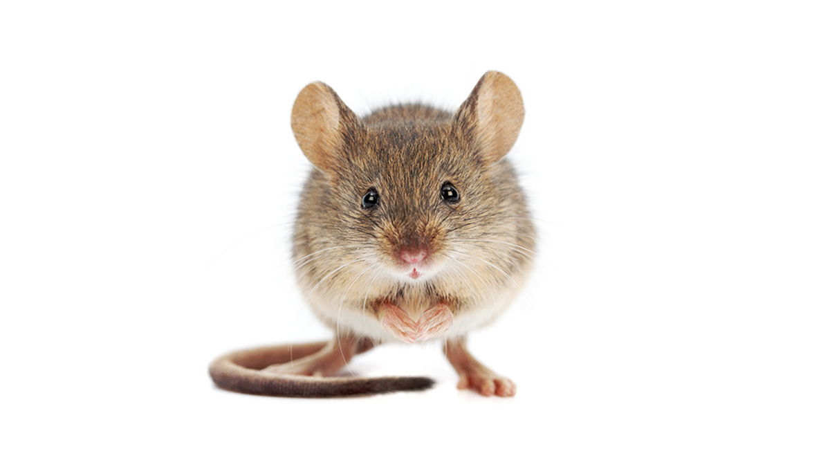 Is It Possible To Keep Mice Away Naturally?