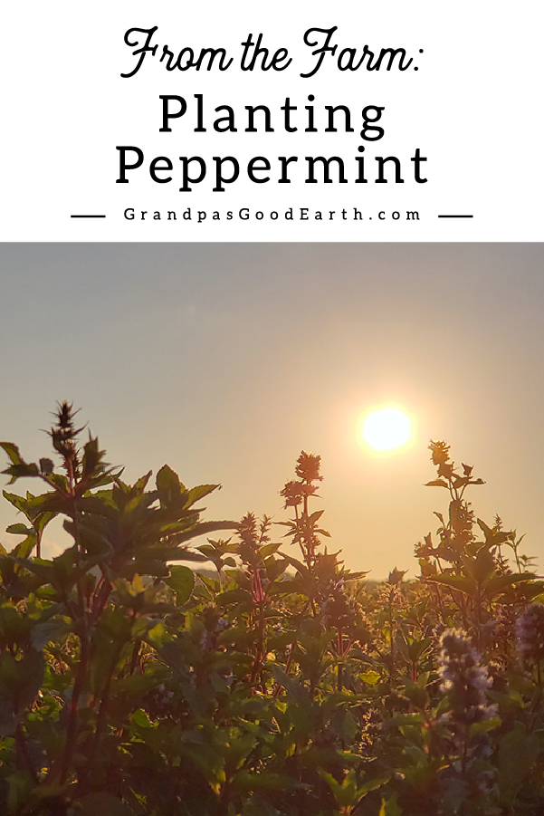 Planting peppermint from the field sunset